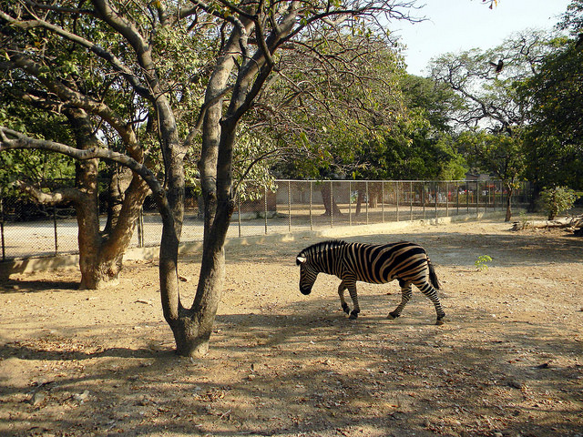 karachi zebra